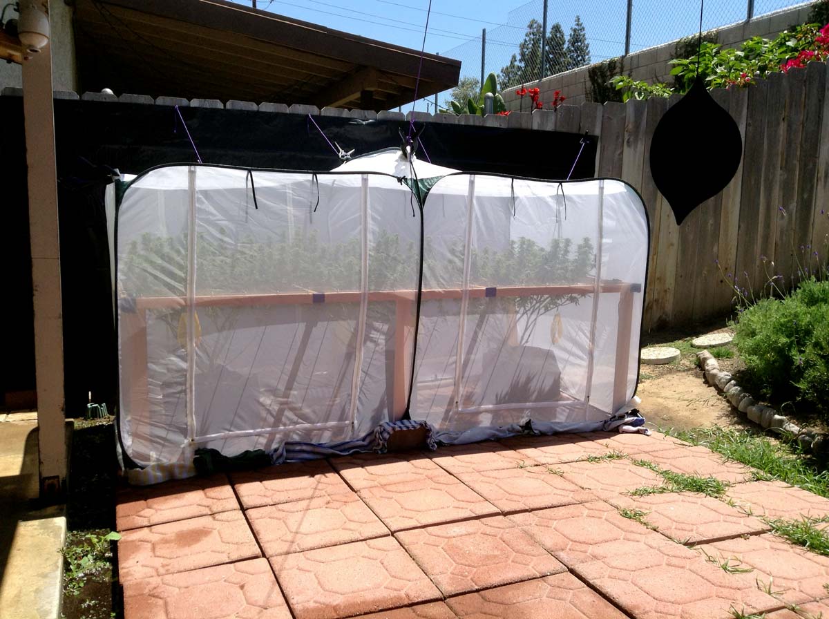 Stealth Ideas For Growing Weed Outdoors Grow Weed Easy