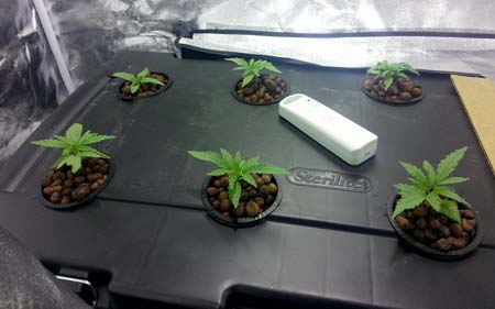 Example of healthy cannabis seedlings in a sturdy tub - no light leaks!