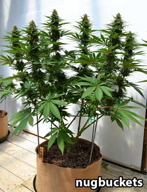 Example of an amazing cannabis plant that was grown outdoors in a tan smart pot - look at those gorgeous colas!