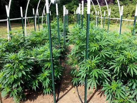 Cannabis plants growing under a frame, which can be used to put shade cloth over the plants