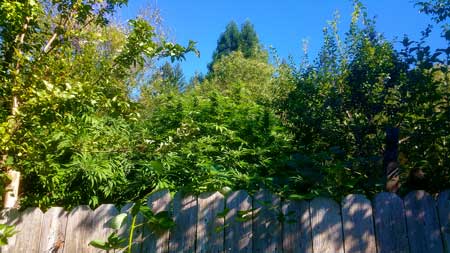 Example of a cannabis plant that is "hidden" by being camouflaged among other large green plants