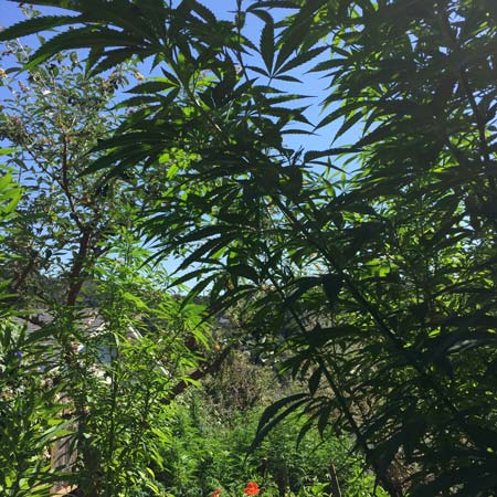 Example of a well hidden and stealthy outdoor cannabis plant