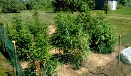 Example of Nirvana strains outdoors in a grouping