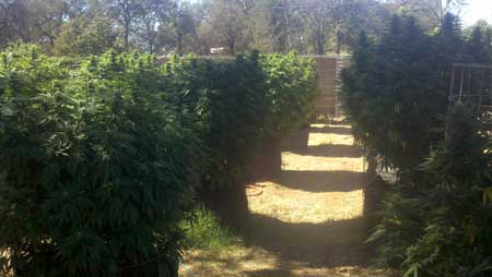 Huge happy outdoor cannabis plants hanging out in the sun