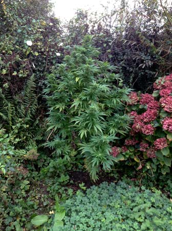Example of a hidden outdoor marijuana plant. It's been camoflaged by plants that were placed nearby