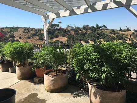 Example of gorgeous outdoor cannabis plants with a beautiful background. These are stealthy plants because no one can see them!