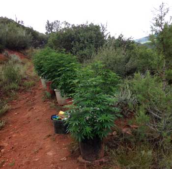 Example of cannabis plants that were grown outdoors in a well-positioned spot