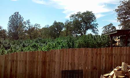 Keep cannabis plants shorter than your fence so people can't see!