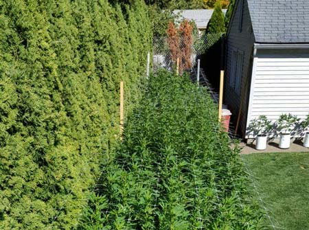 Stealth Ideas For Growing Weed Outdoors Grow Weed Easy