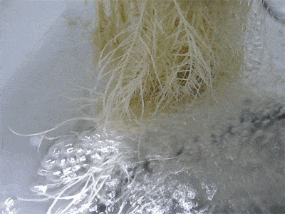 Example of cannabis roots growing in a hydroponic reservoir
