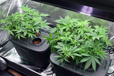 Example of two happy DWC hydroponic cannabis plants in the vegetative stage