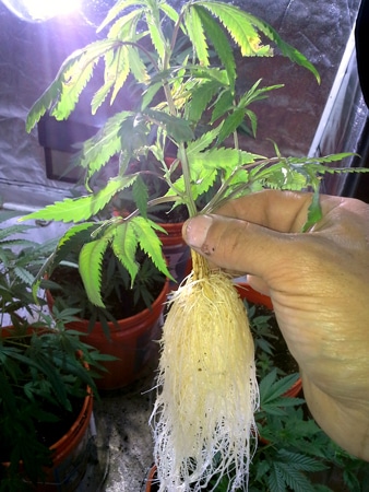 Example of cannabis roots - exposed!