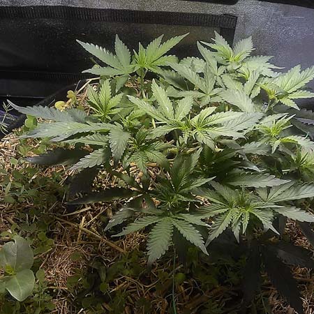 Example of a beautiful cannabis plant growing with cover crops