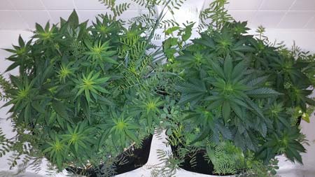 Plants grown the no-till way