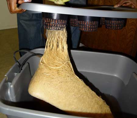 Example of giant DWC cannabis roots growing in a hydroponic reservoir