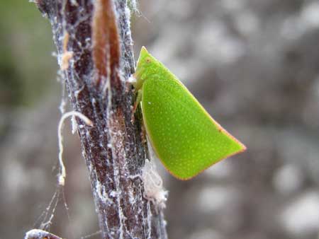Example of a green planthopper with a white larva