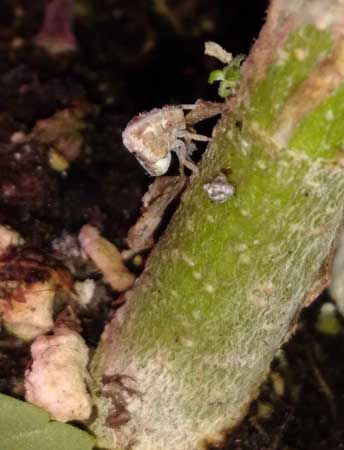 Example of a planthopper larva on a cannabis plant