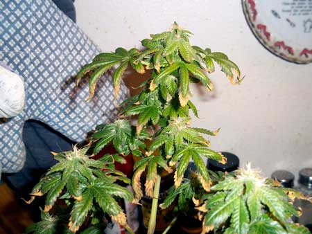 Example of a cannabis plant that got sick in the flowering stage due to using original Miracle-Gro soil