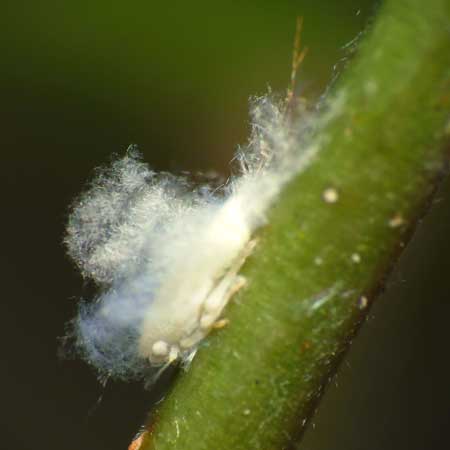Example of a planthopper larva with white waxy secretions