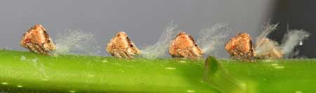Planthopper nymphs produce a white substance that is reminiscent of cotton or even mold