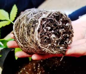 Example of a cannabis seedling in coco coir which has become root bound. When the roots wrap around the edges of the pot, it starts to "choke" your cannabis plant