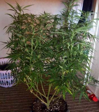 Example of a cannabis plant that got way too tall in the vegetative stage, and the grower is worried about its height after switching to flowering