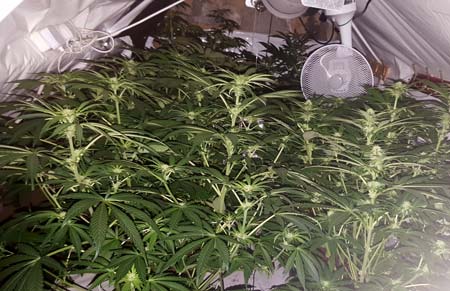 Example of a crazy grow room full of cannabis colas