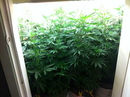 Example of a vegetative cannabis grow room with plants that are already getting too tall for the grow space. Today's tutorial will teach you what to do when marijuana plants start getting too close to your grow light!