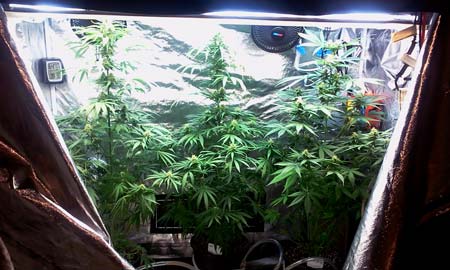 How to grow weed inside cheap