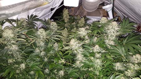 A grow room full of flowering cannabis plants - do you want strains that are stinky or sweet smelling?