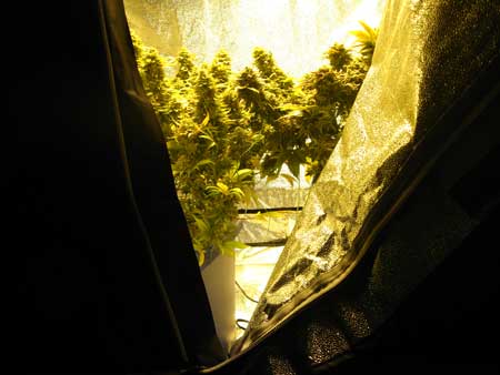 Example of the inside of a grow tent - these plants have been trained to grow short so they fit in their grow space