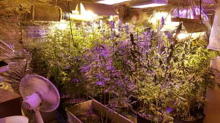 Example of a grow room that's getting a little over crowded. Many of the plants are so tall that they're too close to the grow lights.