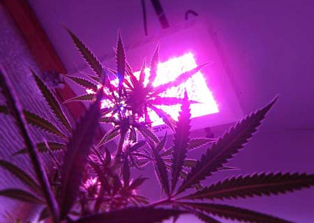 Example of an LED grow light attached almost directly to the ceiling after the plants got too tall