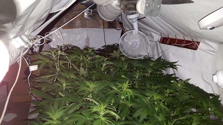 Many cannabis plants, which have filled up a grow space