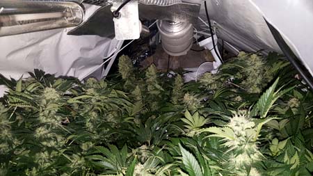 Example of an overgrown cannabis grow room, almost ready for harvest!