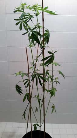 Example of a cannabis plant that got way too tall and thin do to lack of light. This plant can be bent over.