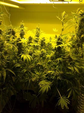 Example of cannabis plants growing under a 600W HPS, but a few unruly colas are too close to the light