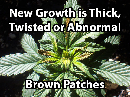 A cannabis boron deficiency causes brown patches on leaves and causes thick, twisted or abnormal new growth.