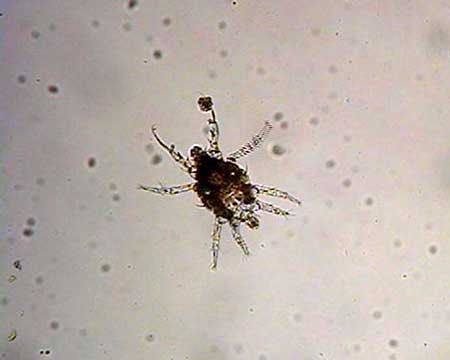 Broad mite under 100x magnification by Chazz Hesselein of the Alabama Cooperative Extension System