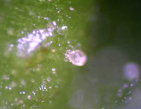 broad mite (Polyphagotarsonemus latus (Banks)) photographed by Bruce Watt of the University of Maine