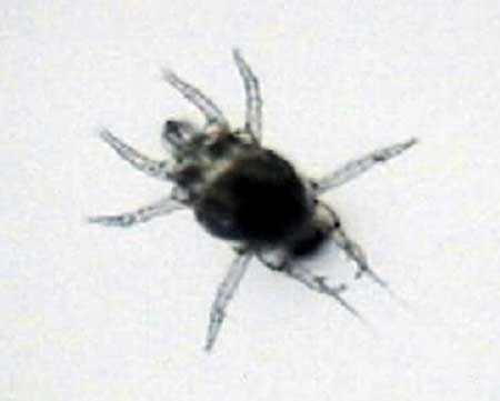 Broad mite under 100x magnification by David B. Langston (University of Georgia) - common cannabis pest outdoors