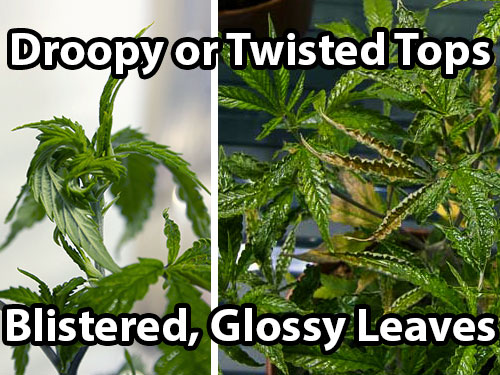 When broad mites attack cannabis they cause droop or twisted new growth, especially near the top of the plant, along with blistered and glossy looking leaves