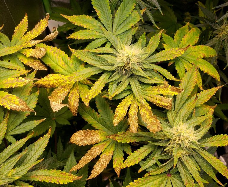Cannabis Veg Tiny Brown Spots on Fan Leaves - Brown Burnt Spots Calcium Deficiency Low Ph 768x630