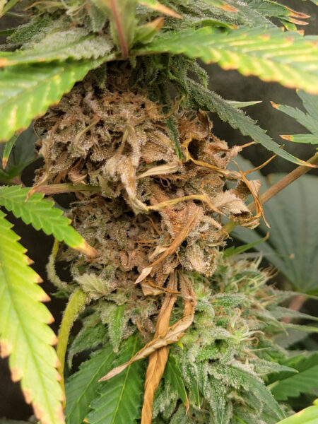 Cannabis bud rot up close. Brown crispy leaves, mold, and dying drying buds.