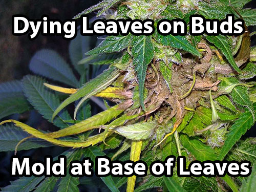 Bud Rot on cannabis causes dying leaves to appear on the buds, and upon investigation you'll be able to see mold at the base of the leaves