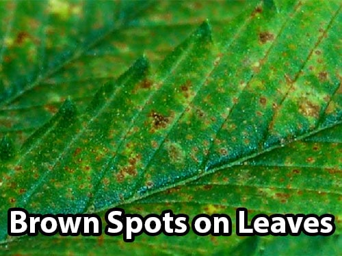 A calcium deficiency in cannabis causes brown spots on the leaves