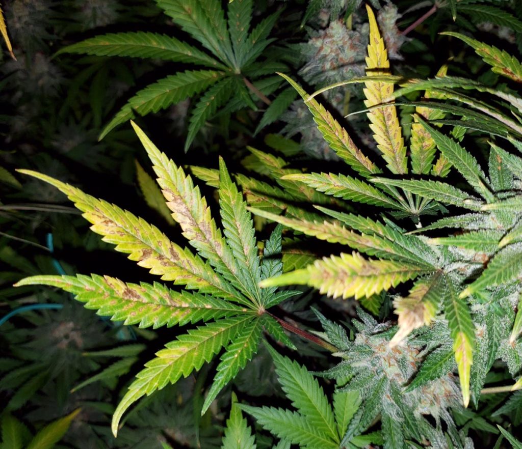 How to fix Cannabis Calcium Deficiency (Ca) Pics & Symptoms - Calcium Deficiency CauseD By Low Ph At Roots 1024x882
