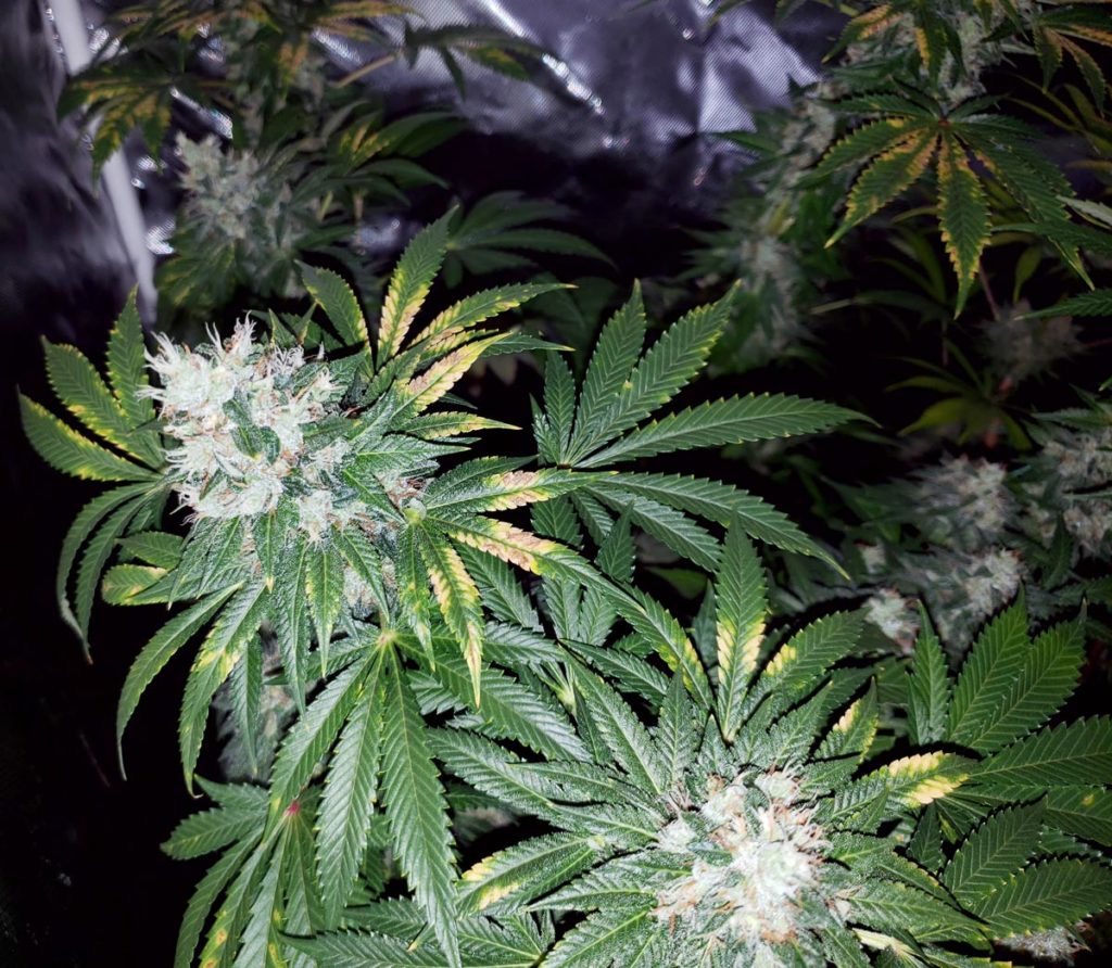 How to fix Cannabis Calcium Deficiency (Ca) Pics & Symptoms