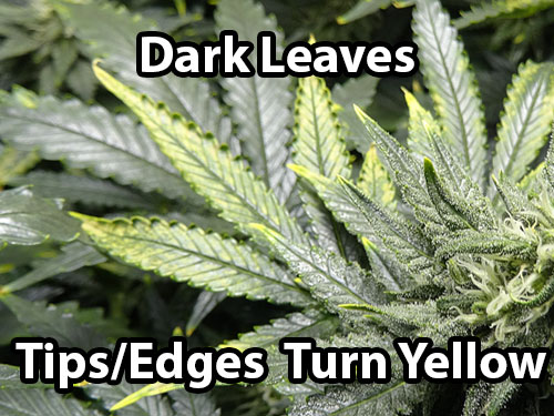 Example of a copper deficiency on a cannabis plant. The leaves turn dark, almost shiny looking, and edges and tips of leaves turn yellow
