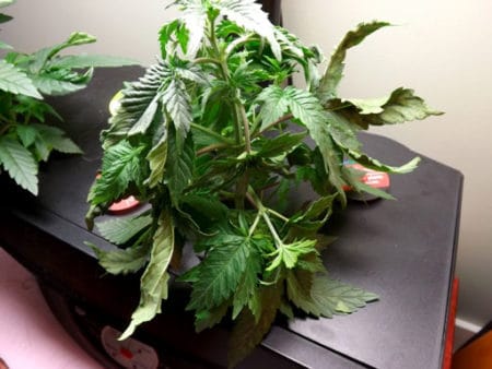 Example of DWC (hydro) root rot on a cannabis plant in an Aerogarden